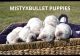 Labrador Retriever Puppies for sale in Arcadia, TX 77517, USA. price: $2,800
