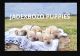 Labrador Retriever Puppies for sale in Arcadia, TX 77517, USA. price: $3,500
