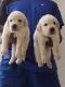 Labrador Retriever Puppies for sale in Kengeri, Bengaluru, Karnataka 560060, India. price: 12000 INR