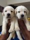Labrador Retriever Puppies for sale in Jayanagar, Bengaluru, Karnataka, India. price: 12000 INR