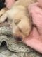 Labrador Retriever Puppies for sale in 504 Hooks Rd, Hardinsburg, KY 40143, USA. price: $700