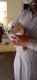 Labrador Retriever Puppies for sale in Dittupur Jattan, Punjab, India. price: 7000 INR
