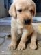 Labrador Retriever Puppies for sale in Madurai, Tamil Nadu, India. price: 12000 INR