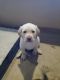 Labrador Retriever Puppies for sale in Libby, MT 59923, USA. price: NA