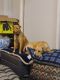 Labrador Retriever Puppies for sale in Adairsville, GA 30103, USA. price: NA
