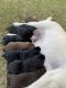 Labrador Retriever Puppies for sale in Walterboro, SC 29488, USA. price: NA
