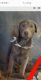 Labrador Retriever Puppies for sale in Anderson, SC, USA. price: $800