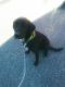 Labrador Retriever Puppies for sale in Hickory, NC, USA. price: $100