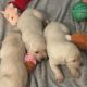 Labrador Retriever Puppies for sale in Waddell, AZ 85355, USA. price: $1,400