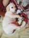 Labrador Retriever Puppies for sale in Ajni Square, Nagpur, Maharashtra, India. price: 4000 INR