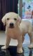 Labrador Retriever Puppies for sale in Puzhakkal Bridge, Puzhakkal, Punkunnam, Thrissur, Kerala, India. price: 13000 INR