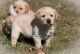 Labrador Retriever Puppies for sale in 9865 Rue Tolhurst, Montréal, QC H3L 3A1, Canada. price: $650