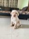 Labrador Retriever Puppies for sale in Chuttugunta Cir, Murikipeta, Maharshi Dayanand Nagar, Guntur, Andhra Pradesh, India. price: 13000 INR