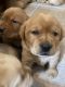 Labrador Retriever Puppies for sale in Chesterton, IN 46304, USA. price: NA