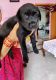 Labrador Retriever Puppies for sale in Dhanbad, Jharkhand, India. price: 7000 INR