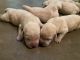 Labrador Retriever Puppies for sale in Coimbatore, Tamil Nadu, India. price: 13000 INR