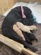 Labrador Retriever Puppies for sale in Covington, LA, USA. price: NA