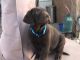 Labrador Retriever Puppies for sale in W Golden Valley Dr, Arizona 86413, USA. price: $1,000
