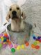 Labrador Retriever Puppies for sale in Ovid, MI 48866, USA. price: NA