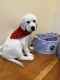 Labrador Retriever Puppies for sale in Livingston, NJ 07039, USA. price: $1,200