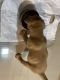 Labrador Retriever Puppies for sale in Orlem Tank Rd, Lourdes Colony, Malad West, Mumbai, Maharashtra 400064, India. price: 25000 INR