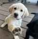 Labrador Retriever Puppies for sale in Utica, OH 43080, USA. price: NA