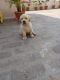 Labrador Retriever Puppies for sale in Sahibzada Ajit Singh Nagar, Punjab, India. price: 11000 INR
