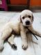 Labrador Retriever Puppies for sale in Manikonda Jagir, Telangana, India. price: 17000 INR