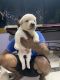 Labrador Retriever Puppies for sale in Nigdi, Pimpri-Chinchwad, Maharashtra, India. price: 8000 INR