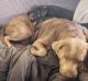 Labrador Retriever Puppies for sale in Peach Bottom, PA 17563, USA. price: $600