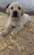 Labrador Retriever Puppies for sale in Loxahatchee, FL 33412, USA. price: $1,000