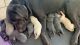 Labrador Retriever Puppies for sale in Loxahatchee, FL 33412, USA. price: $1,800