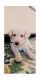 Labrador Retriever Puppies for sale in Madhya Pradesh 453001, India. price: 8000 INR