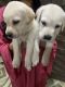 Labrador Retriever Puppies for sale in :Madhuban Colony, Karad, Dadra and Nagar Haveli and Daman and Diu, India. price: 20000 INR