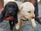 Labrador Retriever Puppies for sale in Thrikaripur, Kerala, India. price: 7000 INR
