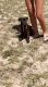 Labrador Retriever Puppies for sale in Haines City, FL, USA. price: $600