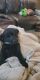 Labrador Retriever Puppies for sale in Eaton, IN 47338, USA. price: $650