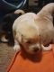 Labrador Retriever Puppies for sale in Grand Forks, ND, USA. price: NA