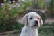 Labrador Retriever Puppies for sale in Kuchera, Rajasthan 341024, India. price: 13000 INR