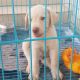 Labrador Retriever Puppies for sale in Bhubaneswar, Odisha, India. price: 9999 INR