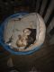 Labrador Retriever Puppies for sale in Defuniak Springs, FL, USA. price: $300