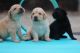 Labrador Retriever Puppies for sale in Udupi, Karnataka, India. price: 12000 INR
