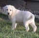 Labrador Retriever Puppies for sale in Rupert, ID 83350, USA. price: $2,000