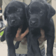 Labrador Retriever Puppies for sale in Chromepet, Chennai, Tamil Nadu, India. price: 13500 INR