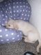 Labrador Retriever Puppies for sale in Crescent City, CA, USA. price: NA