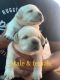Labrador Retriever Puppies for sale in Chandigarh, India. price: 10000 INR