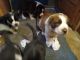 Labrador Retriever Puppies for sale in Ridgefield, WA 98642, USA. price: NA