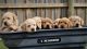 Labrador Retriever Puppies for sale in Mt Pleasant, MI 48858, USA. price: $650