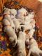 Labrador Retriever Puppies for sale in Royapuram, Chennai, Tamil Nadu, India. price: 11000 INR