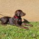 Labrador Retriever Puppies for sale in Kissimmee, FL, USA. price: $1,200
